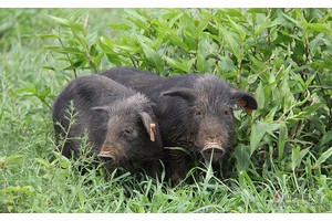 藏香猪猪苗（公猪20斤）